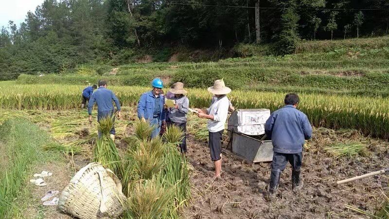 國網城固分公司真心真情服務群眾秋收