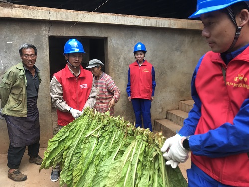 國網(wǎng)會理市供電公司：強化供電服務 護航煙葉“金色”致富路