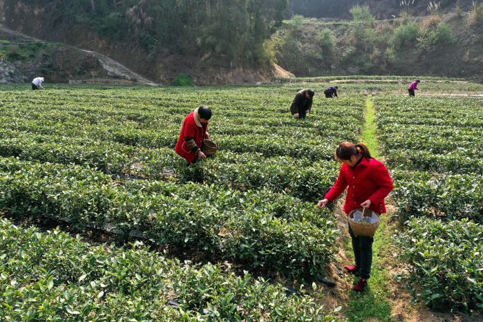 三峽集團(tuán)幫扶的太平溪鎮(zhèn)早市茶基地開園