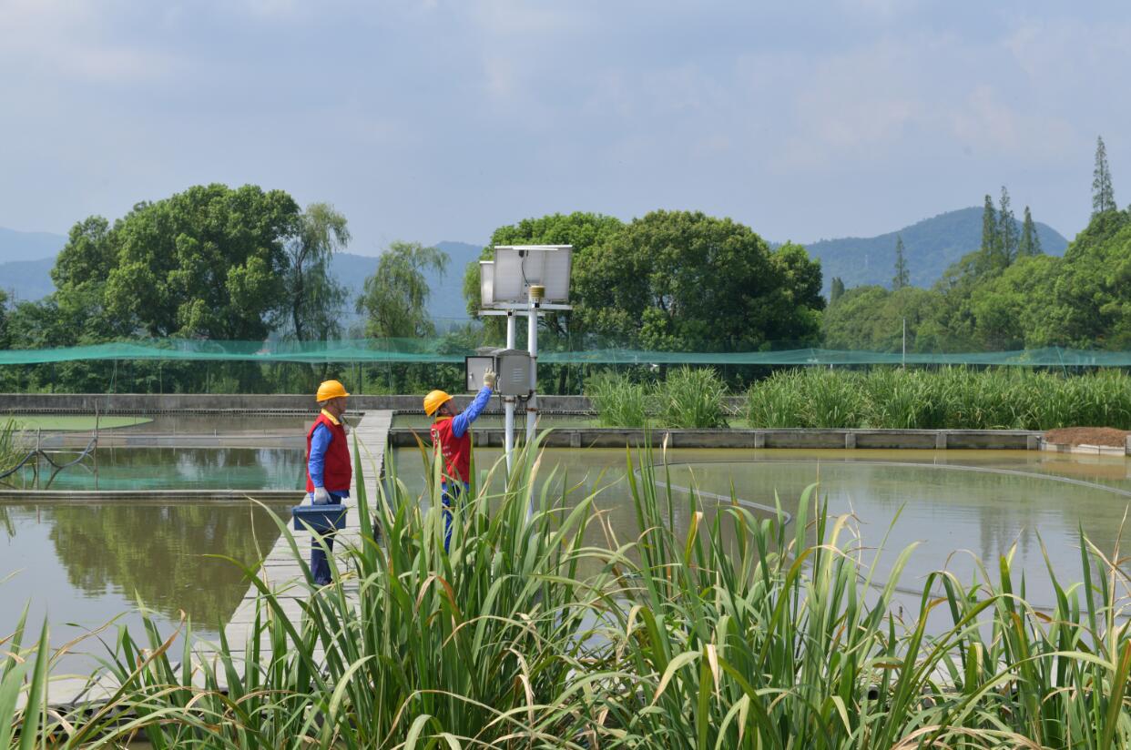 國(guó)網(wǎng)余姚市供電公司：電力供應(yīng)有保障 茭白灌溉無(wú)憂愁