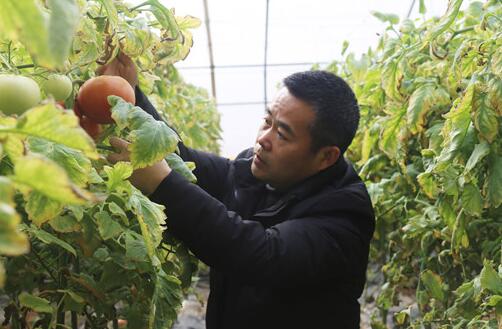 “西紅柿縣長”的扶貧情懷——記2019年大唐集團(tuán)公司勞動(dòng)模范王兵